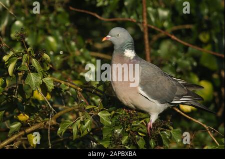 Un bucogeon, Columba palumbus, perché sur l'Ivy poussant à travers un arbre et manger les baies mûres. Banque D'Images