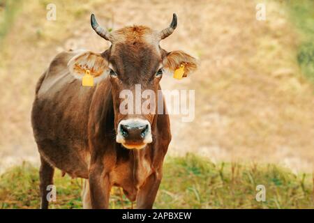 Vache avec étiquettes d'oreille. Une vache est seule dans un champ. Banque D'Images