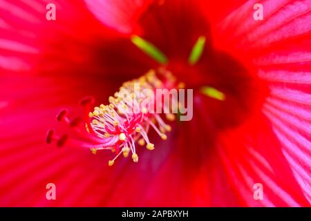 Makro gros plan avec vue sur l'hibiscus fleur de fleurs le long des filaments sur les pétales lumineux rouge vif avec la sterne verglavante verte Banque D'Images