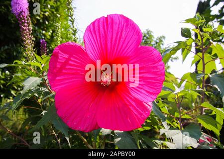 Vue sur les fleurs isolées d'hibiscus violet rouge à la lumière du soleil avec des feuilles vertes floues arrière-plan - Allemagne Banque D'Images