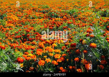 Vue sur le champ sans fin avec d'innombrables fleurs de marigold jaune et orange (Tagetes erecta et patula) - Pays-Bas, Limbourg entre Roermond et Venlo Banque D'Images