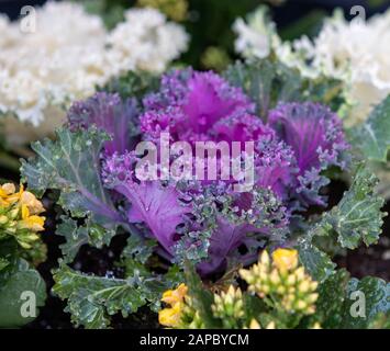 Plante suce à feuilles violettes dans le récipient Banque D'Images