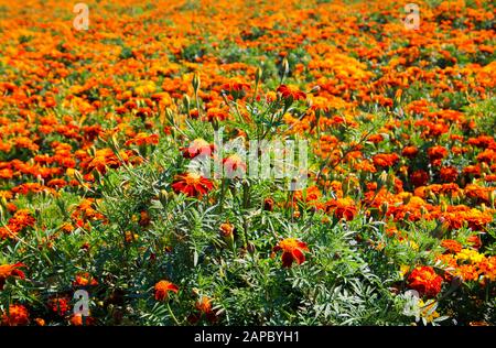 Vue sur le champ sans fin avec d'innombrables fleurs de marigold jaune et orange (Tagetes erecta et patula) - Pays-Bas, Limbourg entre Roermond et Venlo Banque D'Images