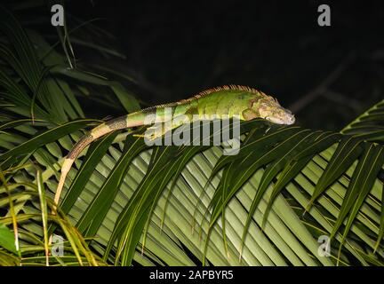 Un Iguana vert (Iguana Iguana) endormi sur un palmier à Belize Banque D'Images