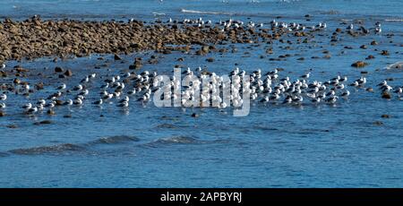 Petits oiseaux blancs dans l'océan de Dana point Banque D'Images