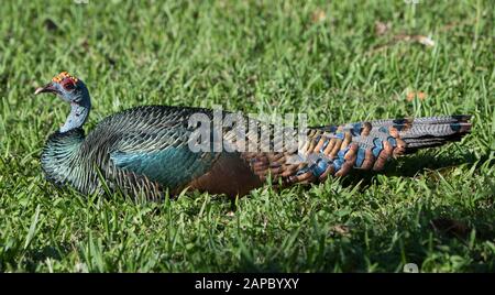 Une Turquie ocellata (Meleagris ocellata) reposant sur des prairies au Belize Banque D'Images