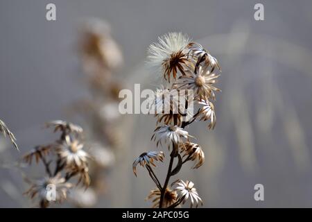 Petites fleurs sauvages à texture métallique reflétant la lumière du soleil automnale Banque D'Images