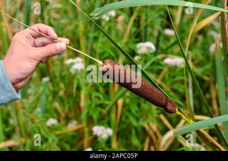 La plante aquatique Typha gracilis : facile à trouver le long des rives des étangs et des lacs. Avec des feuilles plates et étroites et des pointes brunes très décoratives en été Banque D'Images