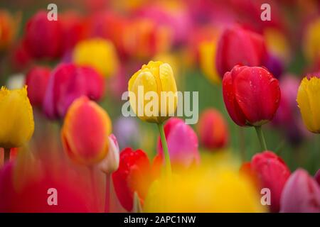 Champ avec tulipes colorées (Tulipa spec) en fleur au printemps Banque D'Images