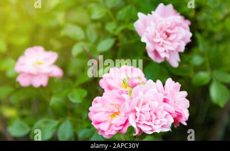 Rose Anglais Rosa. Fleurs en arrière-plan avec soleil dans le jardin d'été Banque D'Images