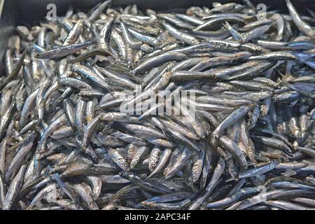 Gros plan sur les anchois de la mer Noire ('hamsi' en turc) à vendre sur le marché d'Istanbul Banque D'Images