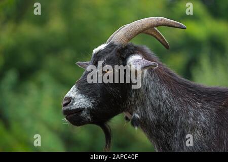 Portrait gros plan de la chèvre pygmée (Capra aegagras hircus) Banque D'Images