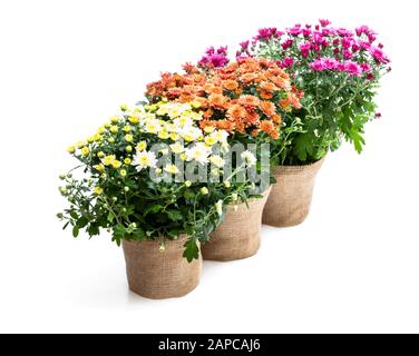 Ensemble de chrysanthèmes en pot de fleurs Banque D'Images