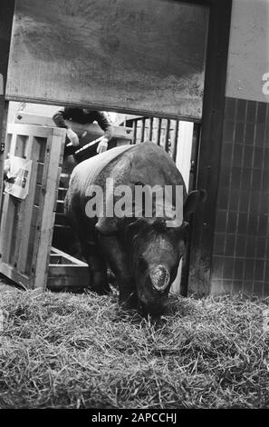 Arrivée rhinocéros indien ou blindé à Artis Date : 12 décembre 1978 mots clés : arrivées, rhinocéros Nom de l'établissement : Artis Banque D'Images