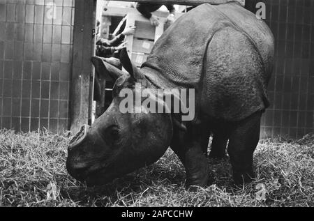 Arrivée rhinocéros indien ou blindé à Artis Date : 12 décembre 1978 mots clés : arrivées, rhinocéros Nom de l'établissement : Artis Banque D'Images