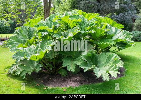 Grandes feuilles de Gunnera manurata (rhubarbe géante) dans un jardin botanique Banque D'Images