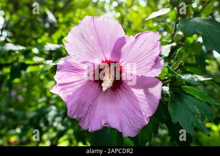 Gros plan de la grande fleur rose de Hibiscus syriacus (Rose de Sharon ou Rose malow) dans un jardin d'arrière-cour Banque D'Images