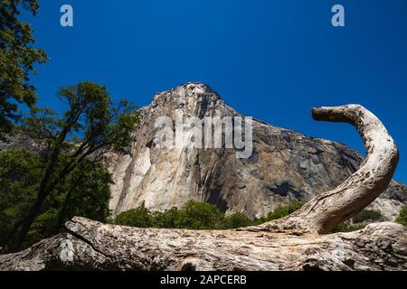 L'emblématique El Capitan de dessous pendant la journée ensoleillée d'été. Yosemite Valley est situé en Californie aux États-Unis Banque D'Images