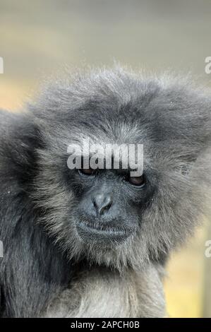 Gibbon argenté, moloch d'Hylobates, Silbergibbon, gibbon d'ezüst Banque D'Images