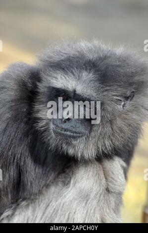 Gibbon argenté, moloch d'Hylobates, Silbergibbon, gibbon d'ezüst Banque D'Images