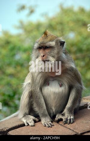 Macaque mangeur de crabes, macaque à longue queue. Javaneraffe, crabier macaque, crabier macaque, Macaca fascicularis, közönséges makákó, Bali, Indonésie, Asie Banque D'Images