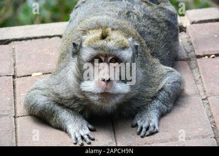 Macaque mangeur de crabes, macaque à longue queue. Javaneraffe, crabier macaque, crabier macaque, Macaca fascicularis, közönséges makákó, Bali, Indonésie, Asie Banque D'Images