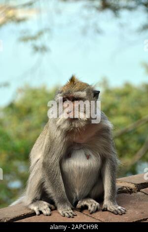 Macaque mangeur de crabes, macaque à longue queue. Javaneraffe, crabier macaque, crabier macaque, Macaca fascicularis, közönséges makákó, Bali, Indonésie, Asie Banque D'Images