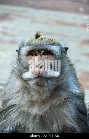 Macaque mangeur de crabes, macaque à longue queue. Javaneraffe, crabier macaque, crabier macaque, Macaca fascicularis, közönséges makákó, Bali, Indonésie, Asie Banque D'Images