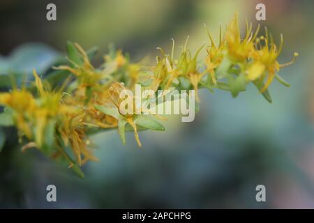 Sedum, stonecrop de goldmoss, stonecrop de mousse, sedum de goldmoss, stonecrop de morsure, poivre du wallpepper, acre de sedum Banque D'Images