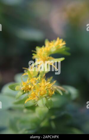 Sedum, stonecrop de goldmoss, stonecrop de mousse, sedum de goldmoss, stonecrop de morsure, poivre du wallpepper, acre de sedum Banque D'Images