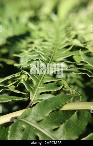 Magnifique fern vert de la Dame d'argent poussant dans le jardin, Blechnum gibbum Banque D'Images