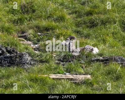 moutons bighorn assis et mâcher à logan pass dans le parc national des glaciers Banque D'Images