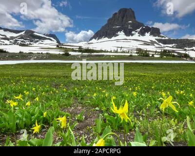 une vue rapprochée des nénuphars jaunes des glaciers au col logan dans le parc national des glaciers Banque D'Images