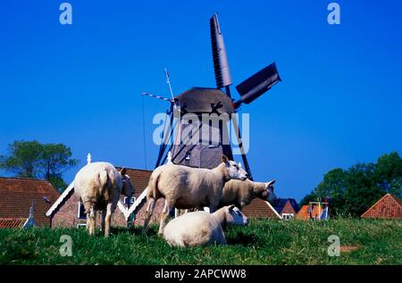 Moutons sur la digue à Oudeschild, sur l'île Texel, en mer du Nord, aux Pays-Bas, en Europe Banque D'Images
