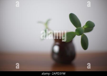 Jeune crassula fleur ou arbre d'argent dans un pot sur la table. Banque D'Images