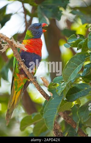 Rainbow Lorikeet (Trichoglossus hématodus) assis sur une brindille, Lone Pine Koala Sanctuary, Brisbane, Queensland, Australie Banque D'Images