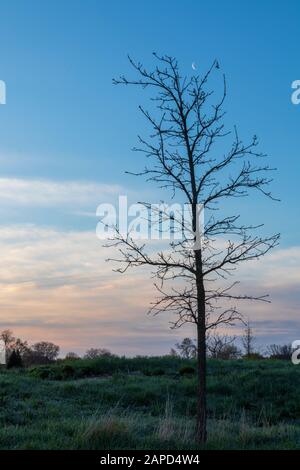 Arbre Silhouetté Sur Fond De Ciel Pastel Avec Crescent Moon-Menomonee River Parkway Banque D'Images