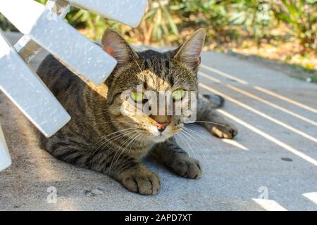 Un tabby à l'air court avec des yeux verts brillants se détend sous un banc de parc. Banque D'Images