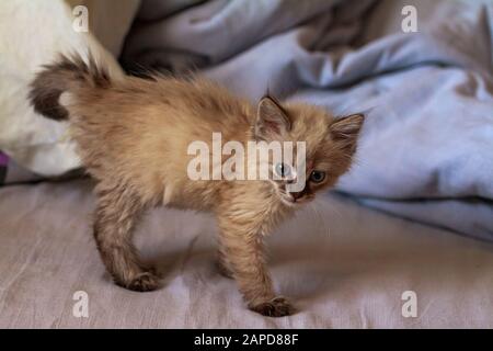 joli petit chaton aux yeux bleus et des cheveux moelleux jouent dans la maison sur le lit sous les couvertures Banque D'Images