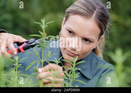 femme taille des brunchs d'arbre dans son jardin Banque D'Images