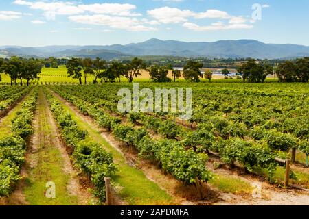 Rangées de vignes dans le vignoble de Yarra Yering dans la Yarra Valley de Victoria, Australie. Banque D'Images