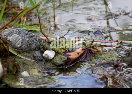 Une grenouille verte, également connu sous le nom de l'eau courante ou grenouille grenouille comestible dans un étang avec quelques feuilles Banque D'Images