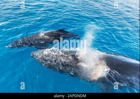 Baleines À Bosse, Mère Et Veau (Megaptera Novaeangliae), Queensland, Australie Banque D'Images