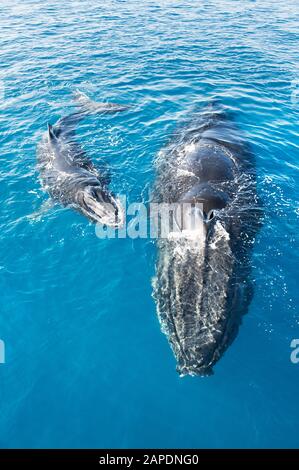 Les baleines à bosse, mère et son petit (Megaptera novaeangliae), Hervey Bay, Queensland, Australie Banque D'Images