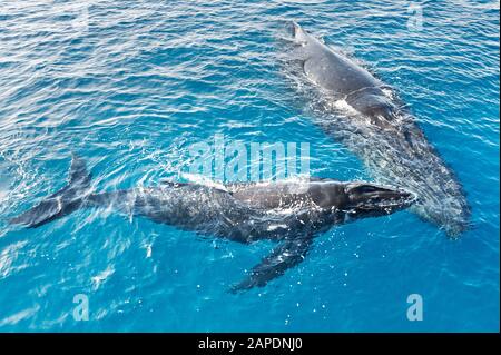 Les baleines à bosse, mère et son petit (Megaptera novaeangliae), Hervey Bay, Queensland, Australie Banque D'Images