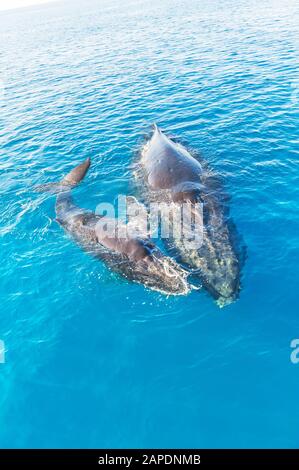Baleines À Bosse, Mère Et Veau (Megaptera Novaeangliae), Queensland, Australie Banque D'Images