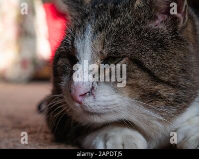 Le gros museau de chat est un gros plan. Banque D'Images