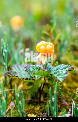 Mûres, savoureuses baies du nord mûres Rubus camaemorus, dans un marais, dans la forêt. Macro. Banque D'Images