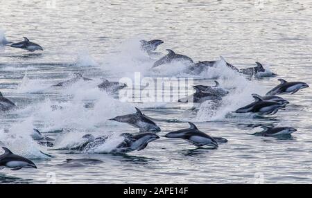 Une énorme gousse de dollpins à côtés blancs du pacifique (Lagenorhynchus obliquidens) course acrobatiquement à travers l'air et l'eau. Banque D'Images