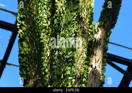 Aluaudia procera cactus, une espèce de plantes succulentes à feuilles caduques de Madagascar Banque D'Images